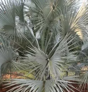 SABAL-URESANA-Palmier-bleu