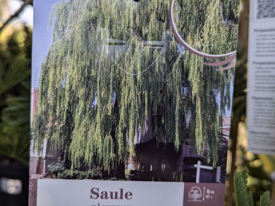 SAULE-PLEUREUR