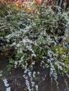 SPIREA-ARGUTA