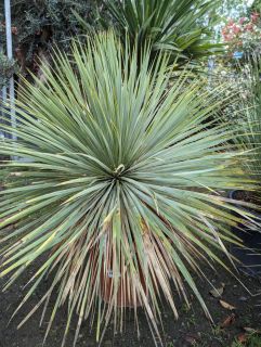 YUCCA-ROSTRATA-1