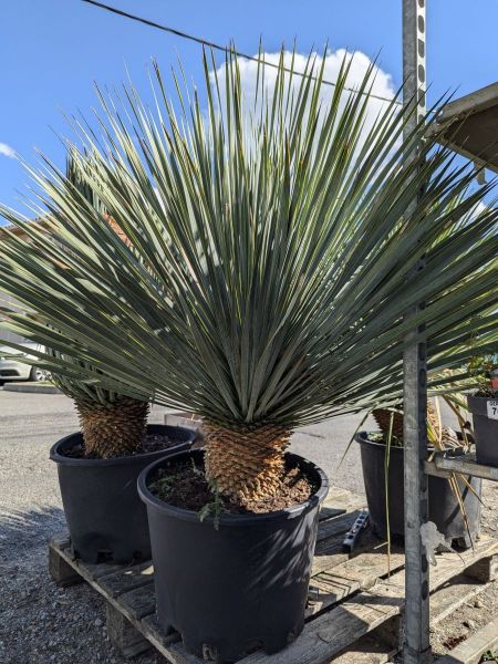 YUCCA-ROSTRATA-XXL