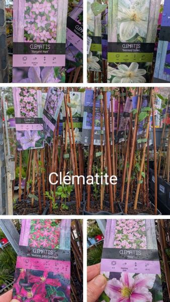 clematite