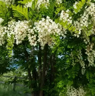 robinia-pseudoacacia-umbraculifera-faux-accacia