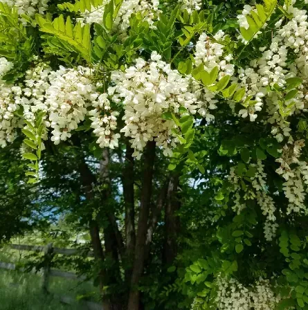 robinia-pseudoacacia-umbraculifera-faux-accacia