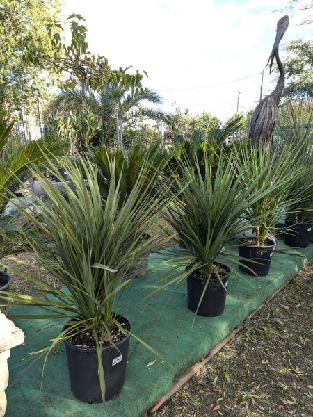 CORDYLINE-MULTI-TRONC