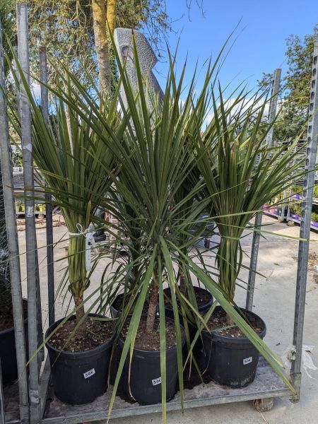 CORDYLINE DRACAENA