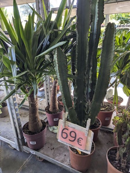 EUPHORBE-CACTUS