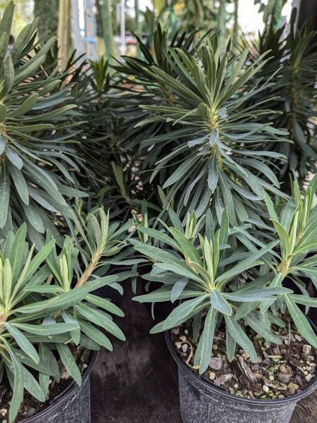 EUPHORBE-CHARACIAS