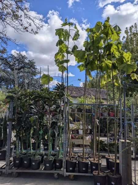 PAULOWNIA