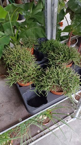 RHIPSALIS