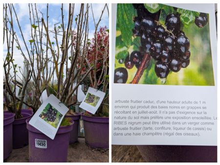 CASSIS EXTRA