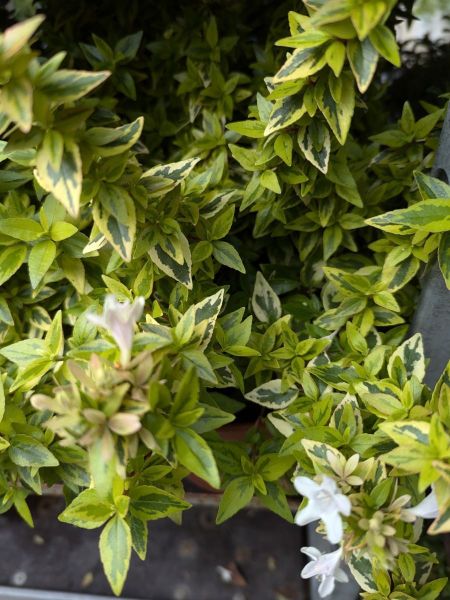 ABELIA-GRANDIFLORA-SUNSHINE-DAYDREAM