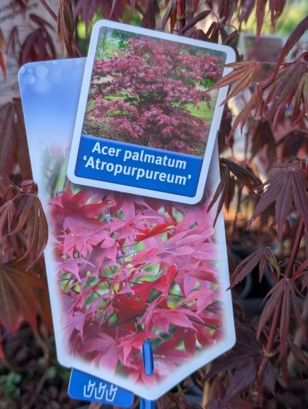 ACER-PALMATUM-ATROPURPUREUM-1