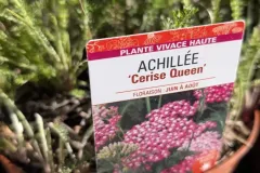 ACHILEE 9€90