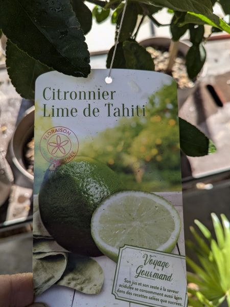 AGRUMES LIME DE TAHITI