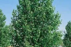 ALNUS-CORDATA-Aulne-de-corse-