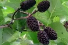 ALNUS-CORDATA-Aulne-de-corse-a-feuille-en-coeur