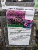 ARBRE-DE-JUDEE-CERCIS-SILEQUASTRUM-1