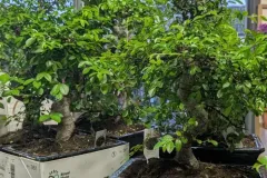 BONZAI à partir de 29€