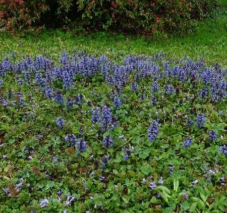 BUGLE-AJUGA-COUVRESOLS