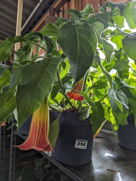 BURGMANSIA BURGMANSIA