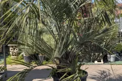 BUTIA-CAPITATA XXL 299€