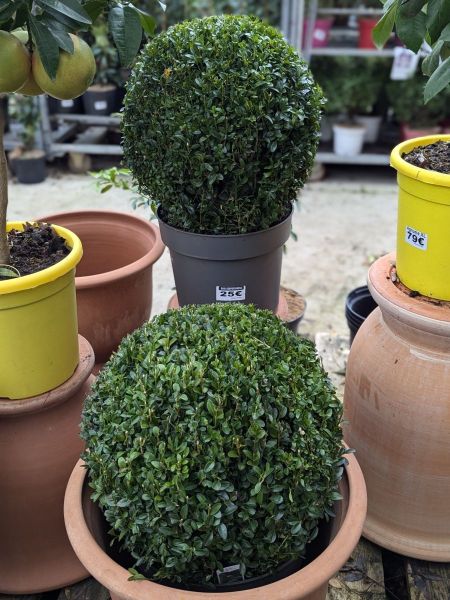 BUXUS-SEMPERVIRENS-BOULE