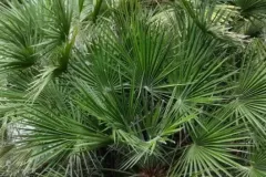 CHAMAEROPS-HUMILIS-79E