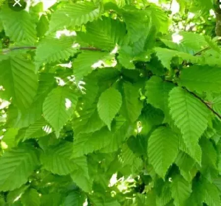 CHARME POUR UNE HAIE ELEGANTE 