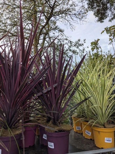 CORDYLINE-MIX