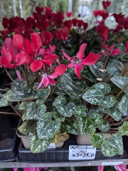 CYCLAMEN-MINI