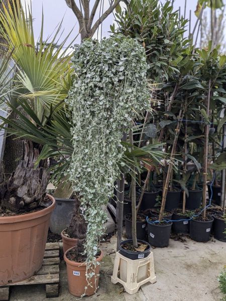 DICHONDRA-SILVER-SUSPENSION