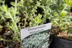DORYCNIUM