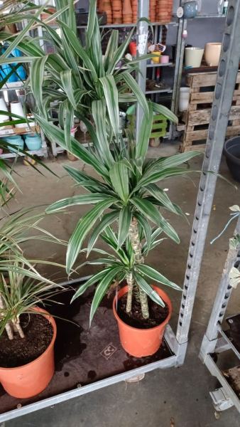 DRACAENA