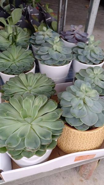 ECHEVERIA-DANS-SON-POT