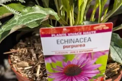 ECHINACEA