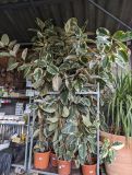 FICUS-CAOUTCHOUC-XXL