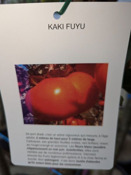 FRUITIER-KAKI-PLAQUEMINIER