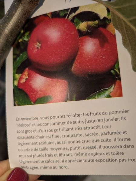 FRUITIER-POMMIER-MELROSE