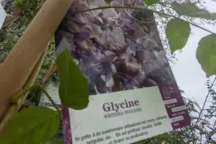 GLYCINE-3