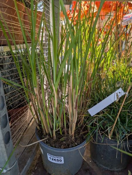 GRAMINEES-MISCANTHUS