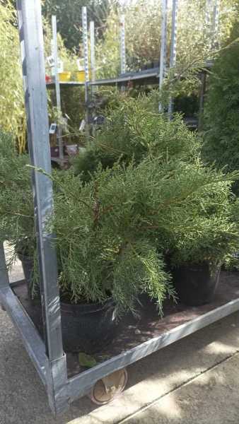 JUNIPERUS XL