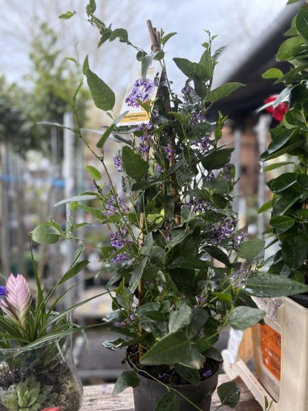 HARDENBERGIA