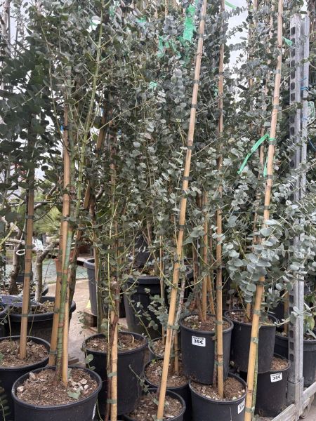EUCALYPTUS BABY BLUE