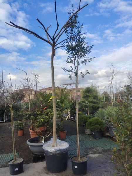ALBIZIA DIVERSES TAILLES