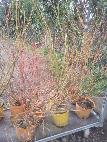 CORNUS A BOIS ORANGE / JAUNE