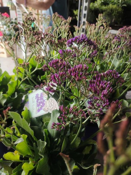 LIMONIUM LIMONIUM