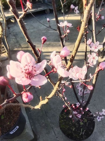 PRUNUS PISSARDI
