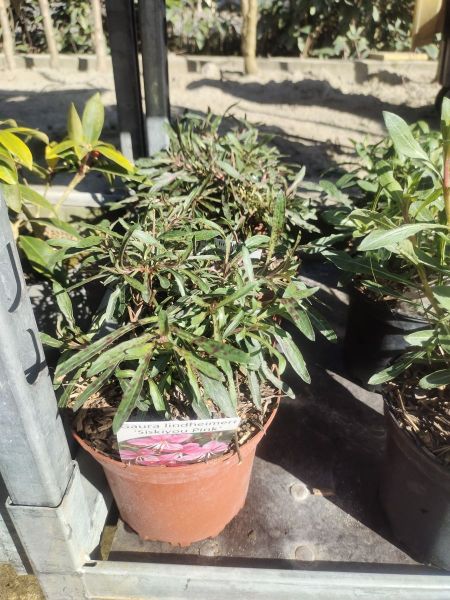 GAURA ROSE GAURA ROSE