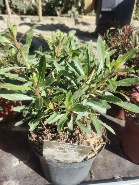 GAURA BLANC GAURA BLANC
